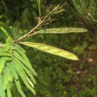 Calliandra houstoniana var. calothyrsus (Meisn.) Barneby